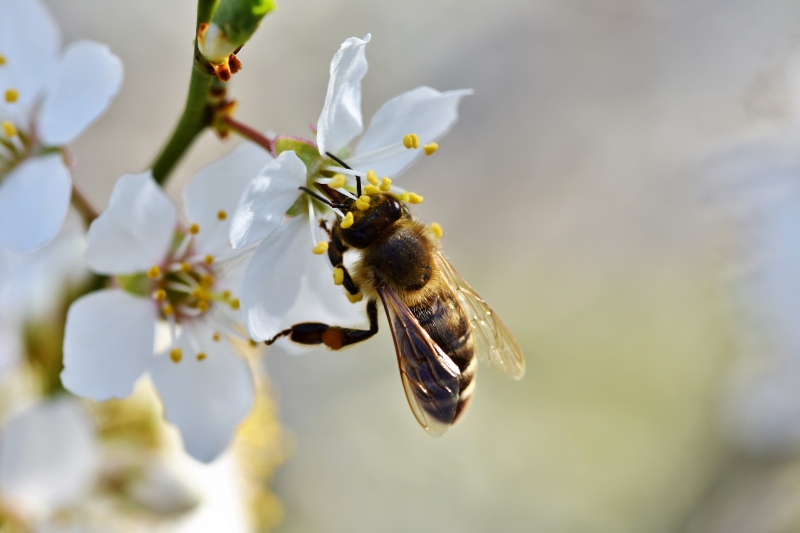 jardinerie-FORCALQUEIRET-min_bee-4092986